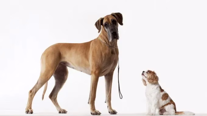 Großer Hund vs. Kleiner Hund: Welche Größe sollten Sie adoptieren?