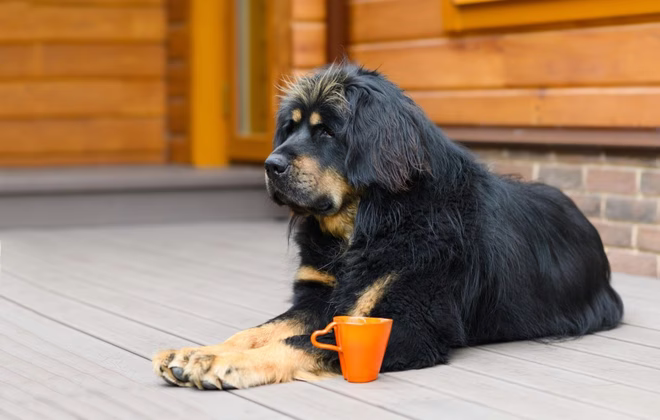 Bankhar Dog على شرفة منزل خشبي مع قدح البرتقال من الشاي. السلالة هو نوع من الكلب الذئاب.
