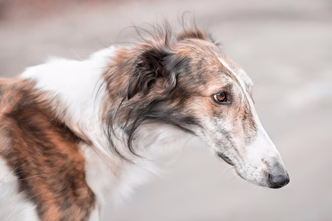 عن قرب من Borzoi-Wolfhound الروسي-ينظر بعيدا. تولد متميز عن الذئب.