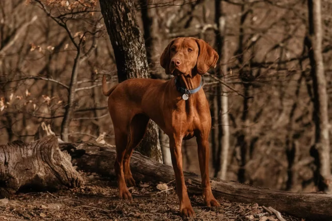 Vizsla kutya az erdőben, az alabamai rothadással feltételezhetően összefüggésbe hozható területek.