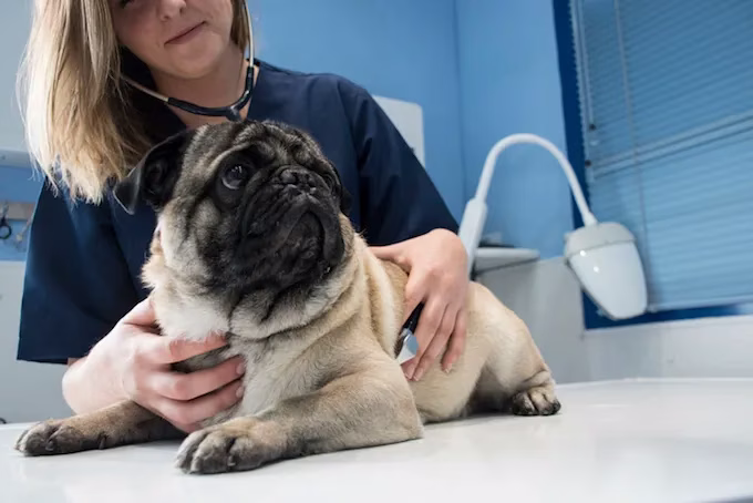 Pilzinfektion der unteren Harnwege bei Hunden: Symptome, Ursachen und Behandlungen