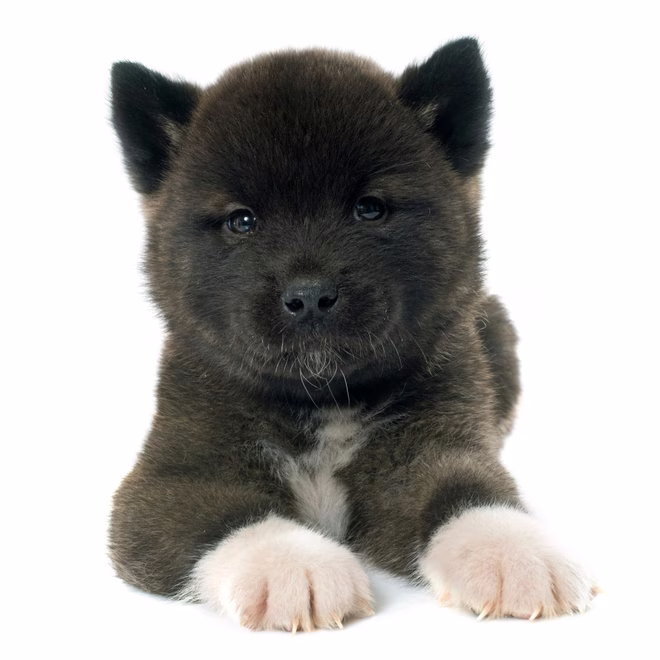 Schwarzer, flauschiger Akita-Welpe.