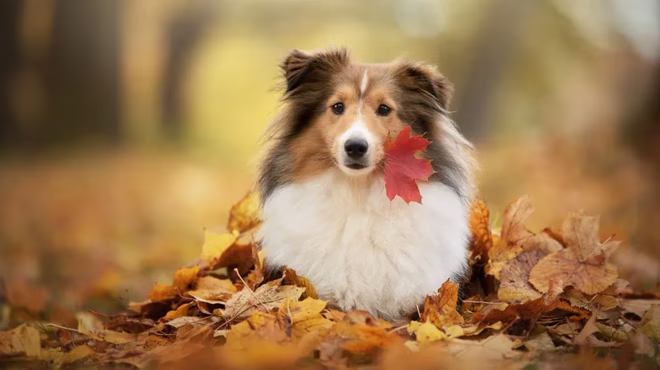 Ein Shetland Sheepdog posiert in einem Haufen Herbstlaub.