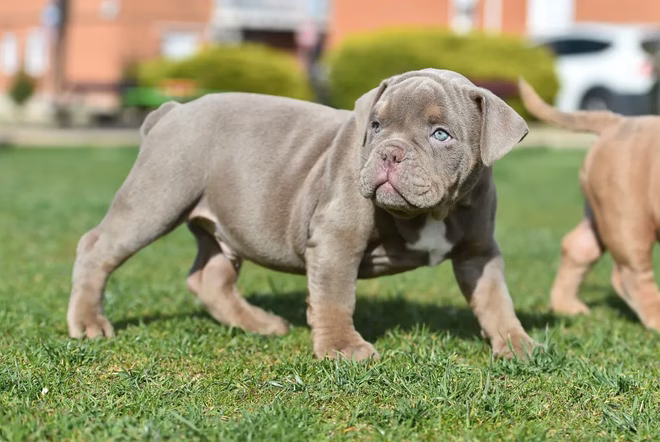 Ein kleiner American Bully Hund im Park.