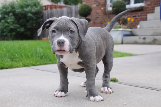 American Bully Welpe steht im Vorgarten auf dem Bürgersteig.