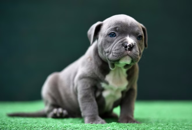 Kleine Tasche American Bully.
