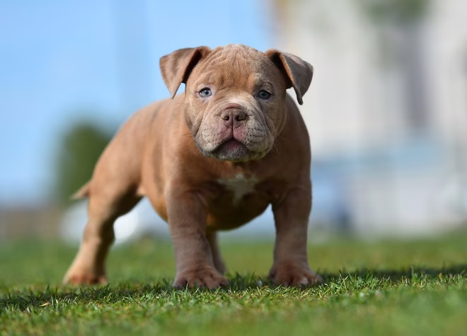 Ein American Bully Welpe auf dem Feld.
