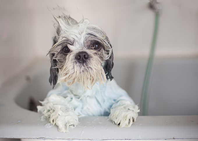 Lieber Labby: Tip The Groomer?
