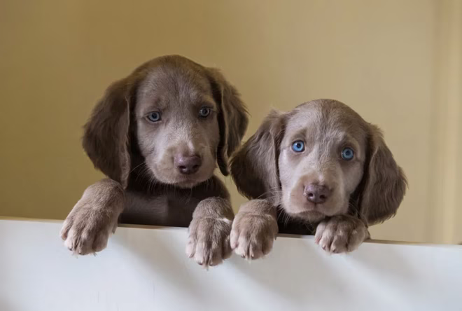 Zwei langhaarige Weimaranerwelpen