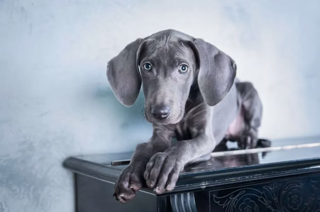 Blauer Weimaraner-Welpe.