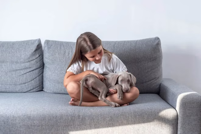Mädchen sitzt auf der Couch mit einem Weimaraner Welpen auf dem Schoß.