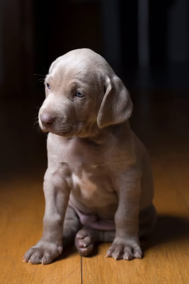 Niedlicher Weimaraner Welpe.