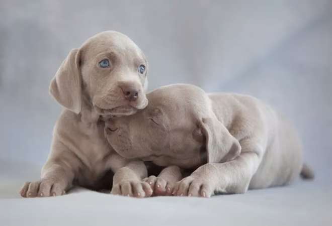 Zwei Weimaraner-Welpen.