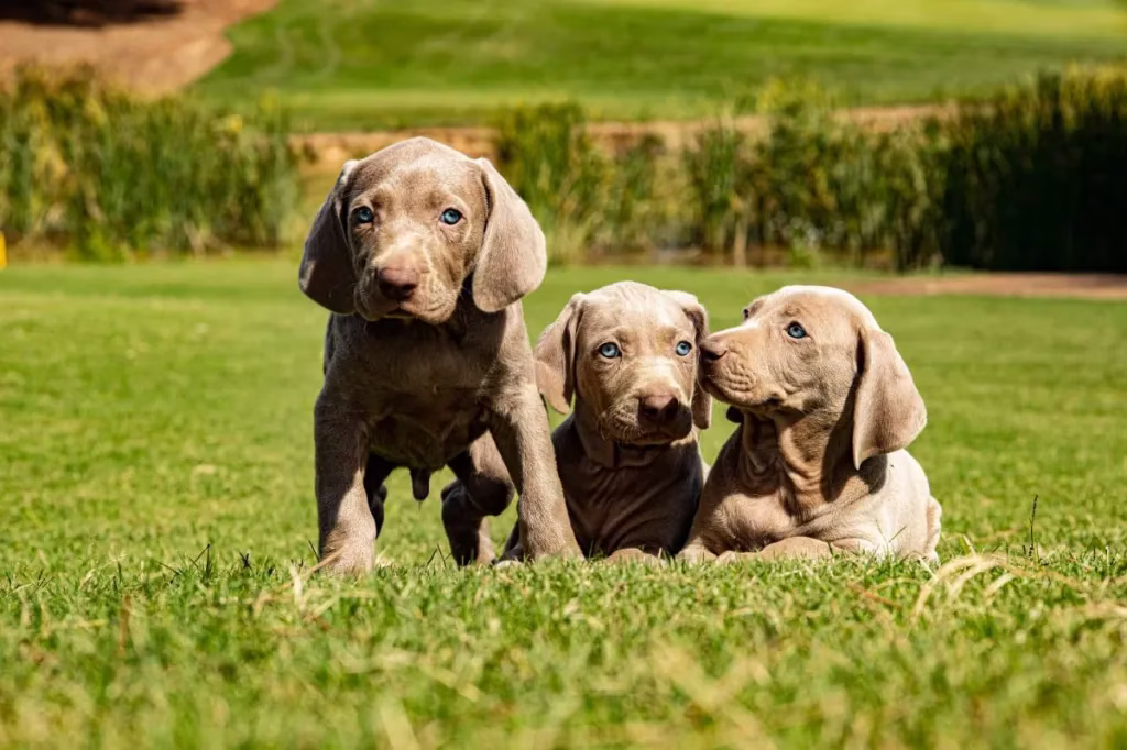 Weimaraner-Welpen Bilder und Fakten
