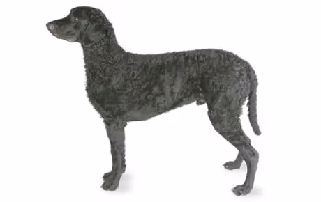 file22964curly-coated-retriever