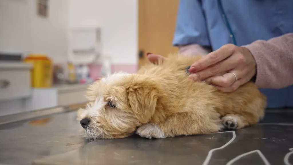 Dexmedetomidin für Hunde: Verwendung, Dosierung und Nebenwirkungen