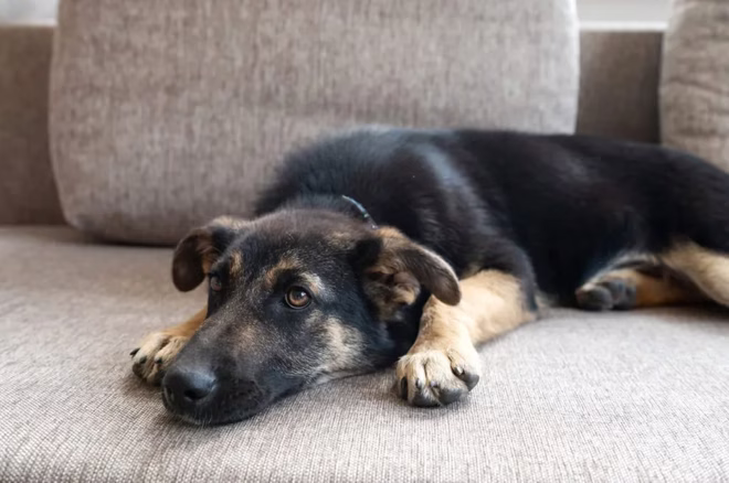 Krankes Haustier liegt auf der Couch.