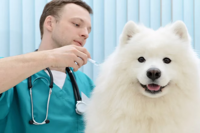 Tierarzt verabreicht Hundeimpfungen.