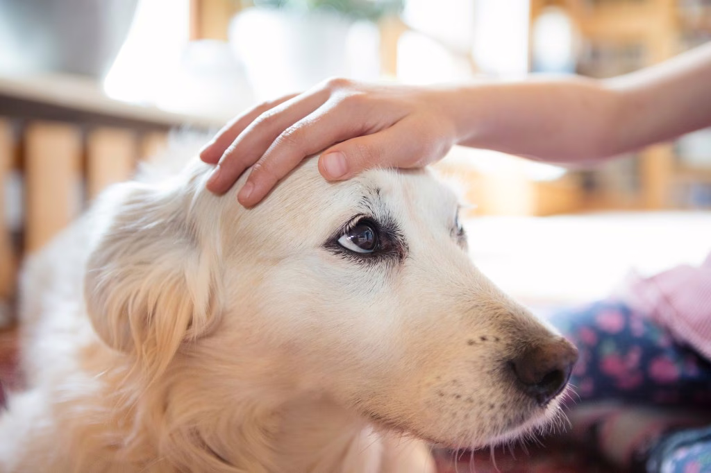 Netzhautdysplasie bei Hunden: Symptome, Ursachen und Behandlungen