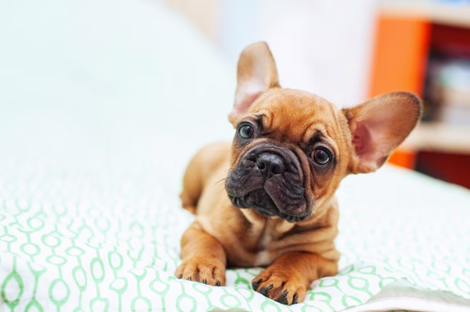 Barna francia bulldog kiskutya az ágyon