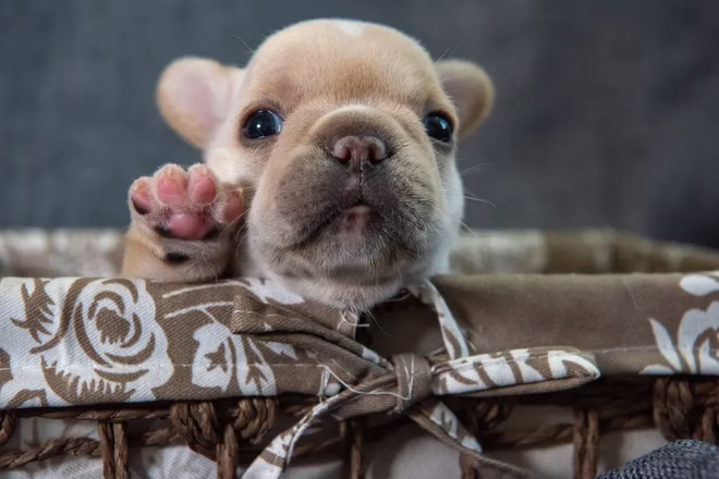 Francia bulldog kiskutya kosárban