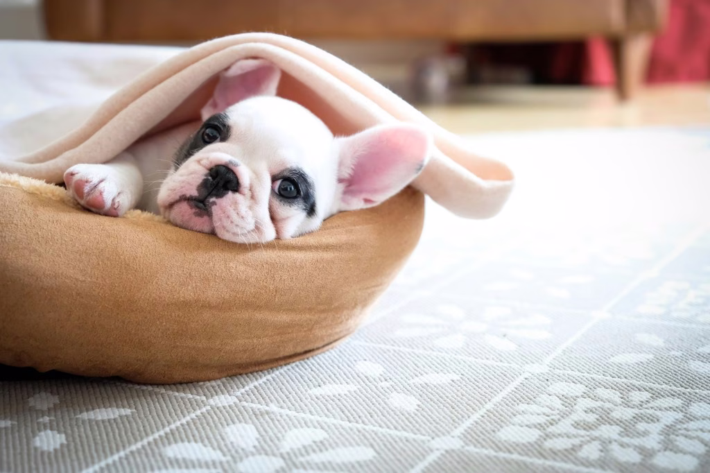 Francia bulldog kölyök Képek és tények