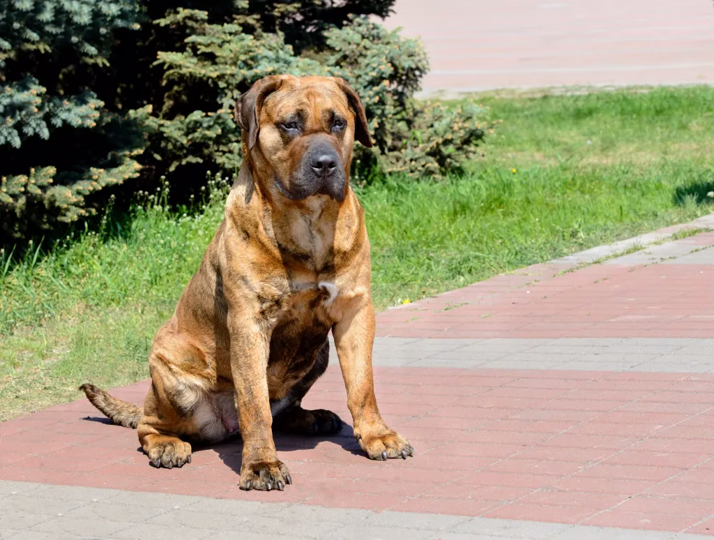 A Presa Canario előnyei és hátrányai