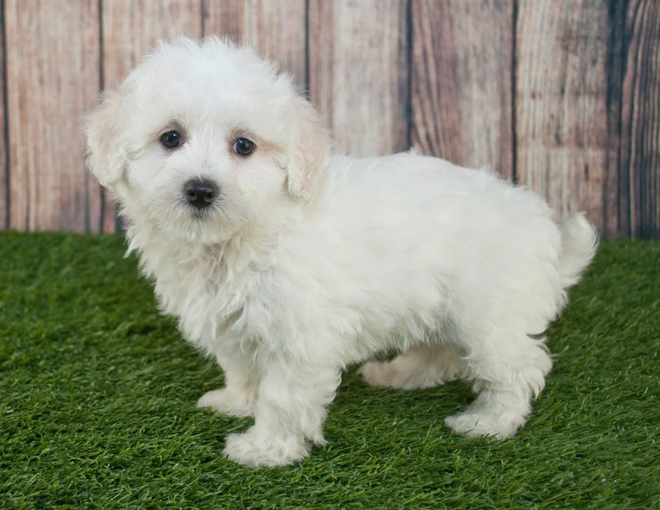 Maltipoo kiskutya