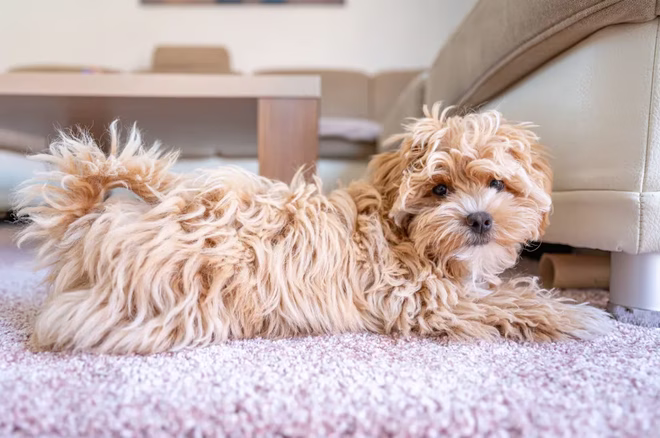 Maltipoo kiskutya fekszik a szőnyegen