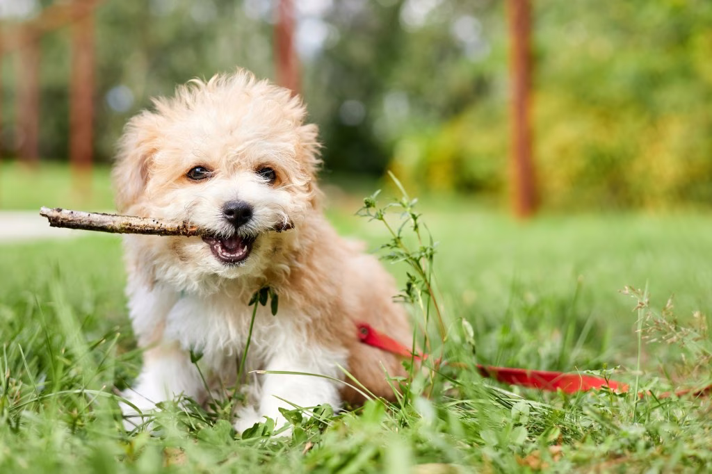 Maltipoo kiskutya képek és tények