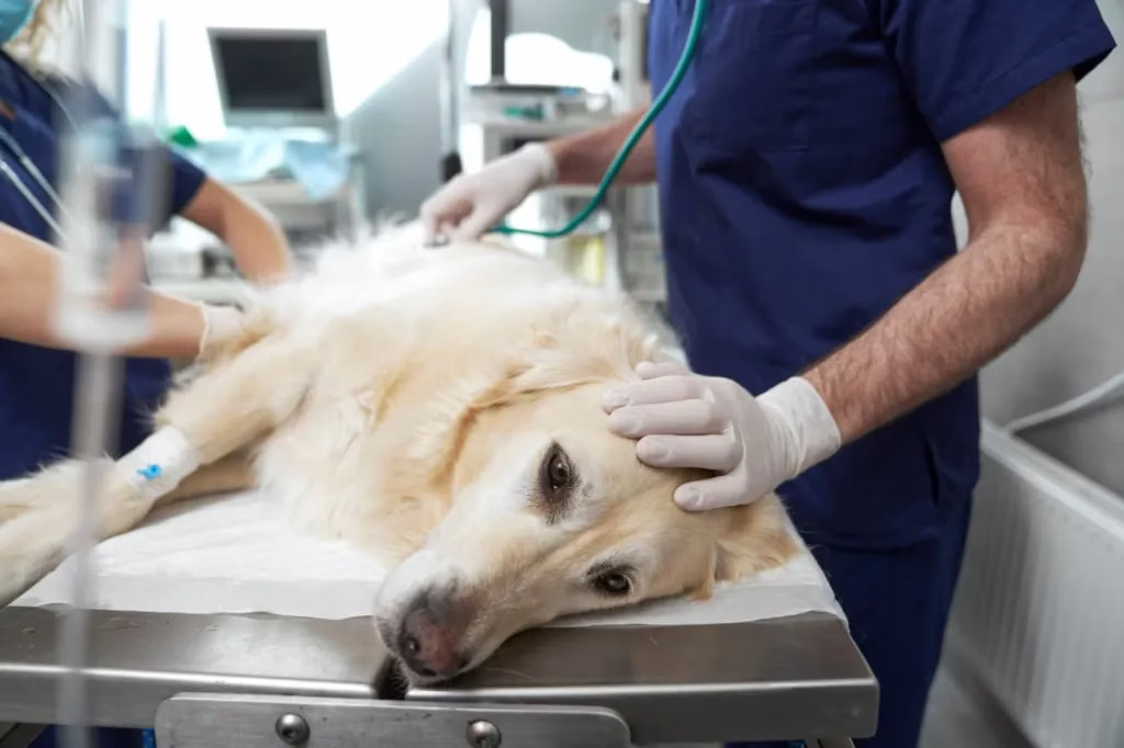 Xylazine für Hunde: Verwendung, Dosierung und Nebenwirkungen