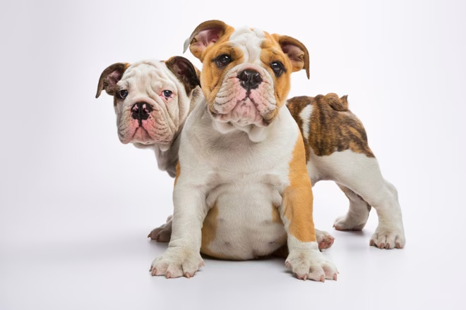 Englische Bulldogge Welpen isoliert auf weißem Hintergrund