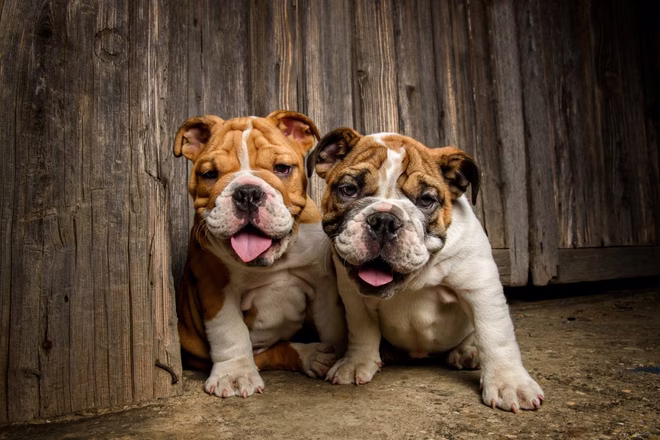 Zwei Englische Bulldoggen vor hölzernem Hintergrund