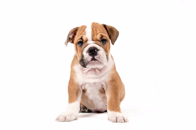 Englische Bulldogge Welpe isoliert auf weißem Hintergrund