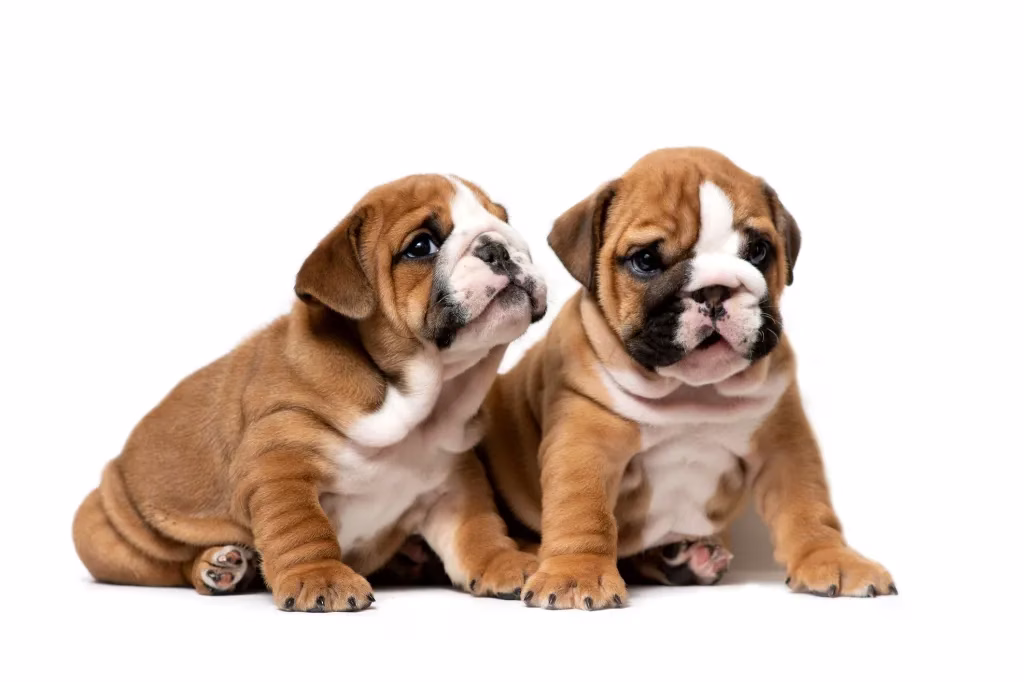 Englische Bulldogge Welpen Bilder und Fakten