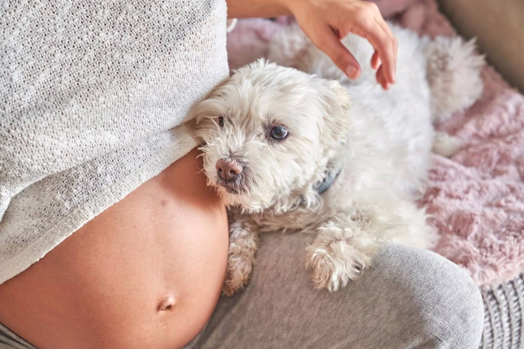 Können Hunde eine Schwangerschaft beim Menschen erkennen?
