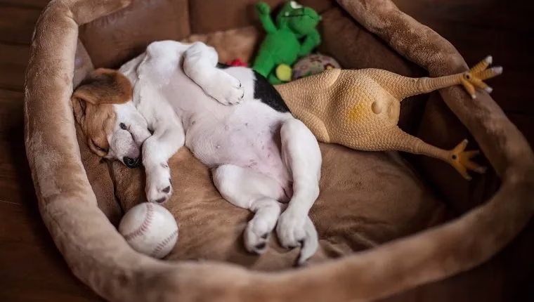 Hundebetten: Alles, was Tiereltern wissen müssen