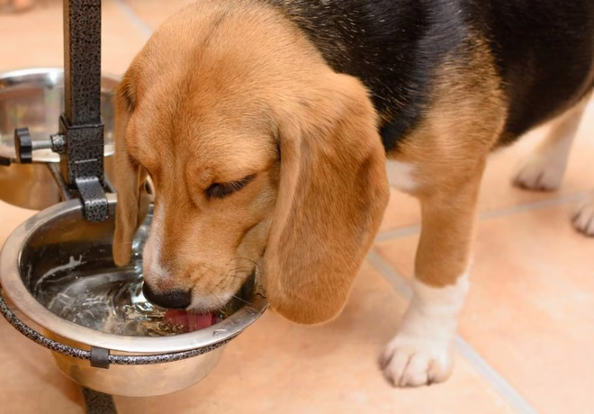 Beagle vizet iszik egy tálból, amely vízadalékot, egy könnyen használható kutya leheletfrissítőt tartalmaz.