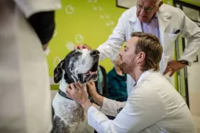Eine Deutsche Dogge, die an Knochenkrebs (Osteosarkom) erkrankt ist, wird beim Tierarzt untersucht.