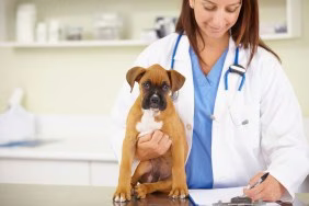 Ein Boxer-Rüde wird auf Anzeichen einer diffusen idiopathischen Skeletthyperostose (DISH) untersucht.
