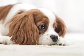 Ein trauriger Cavalier King Charles Spaniel, der an Syringomyelie (SM) leidet.