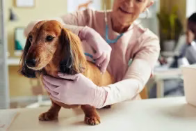 Porträt eines niedlichen langhaarigen Dackels bei einer tierärztlichen Untersuchung mit einem älteren Tierarzt, der mit einem Stethoskop nach einer Verengung des Wirbelkanals oder einer Spinalkanalstenose sucht.