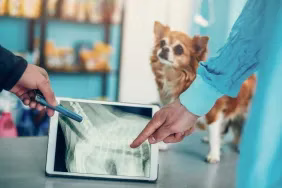 Ein Hund, der auf eine Bandscheibenerkrankung (IVDD) untersucht wird.