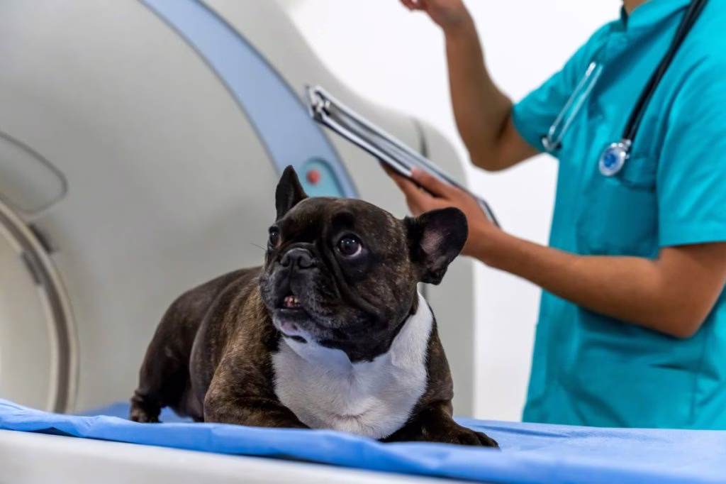 Wirbelsäulen- und Wirbeldefekte bei Hunden: Symptome, Ursachen und Behandlungen