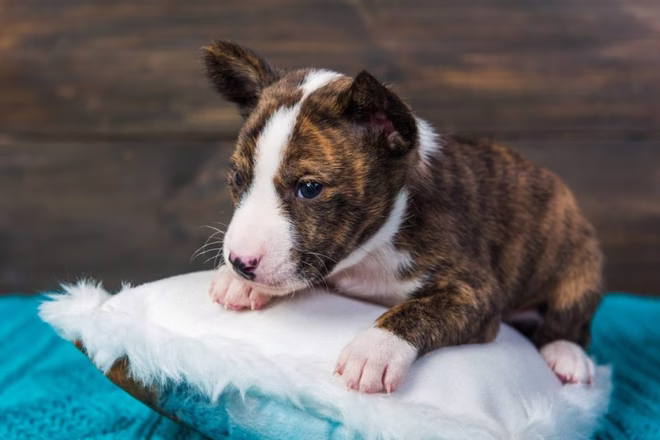 Aranyos brindle Basenji kölyökkutya kutya ül egy fehér bolyhos párnán.