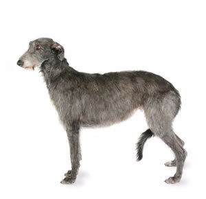 Westminster Dog Show: a 2011-es győztesek
