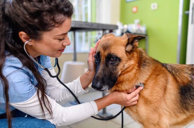 Állatorvos diagnosztizálja a háziállatot kutyainfluenza miatt.