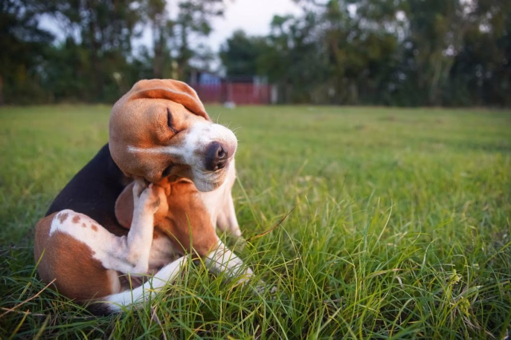 Atopische Dermatitis bei Hunden: Symptome, Ursachen und Behandlungen