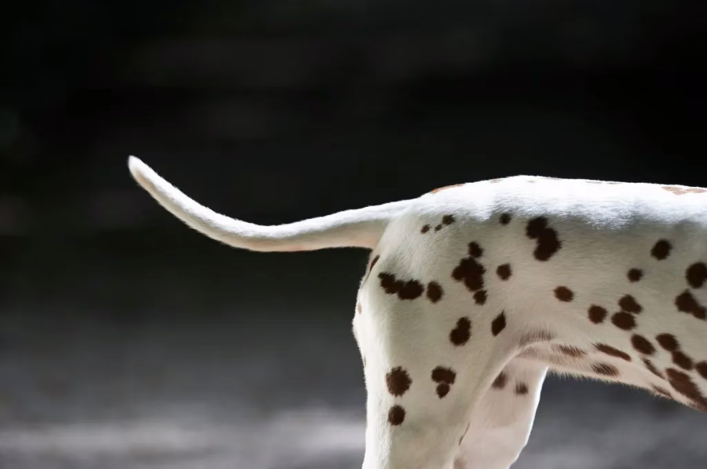 Ce que vous dit la queue d’un chien