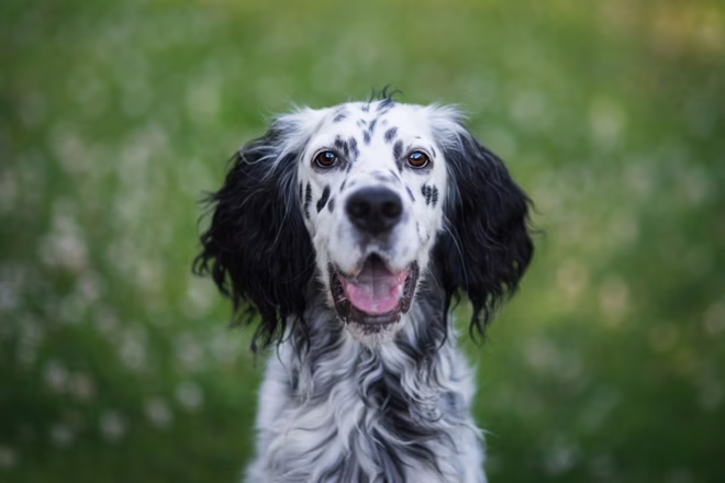 Porträt eines English Setters, einer der freundlichsten Hunderassen, auf einem Feld stehend, Polen